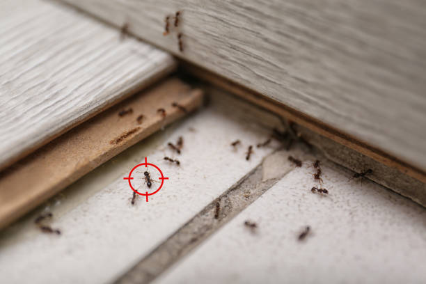 Best Pest Removal Services  in Lake City, IA