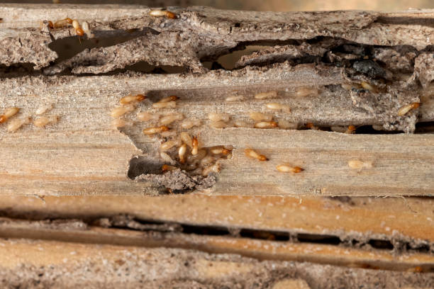  Lake City, IA Pest Control Pros
